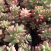 Large Sedum Aurora Also Known As Jelly Beans -Cheap Plantly Store il fullxfull.2151123638 2mey