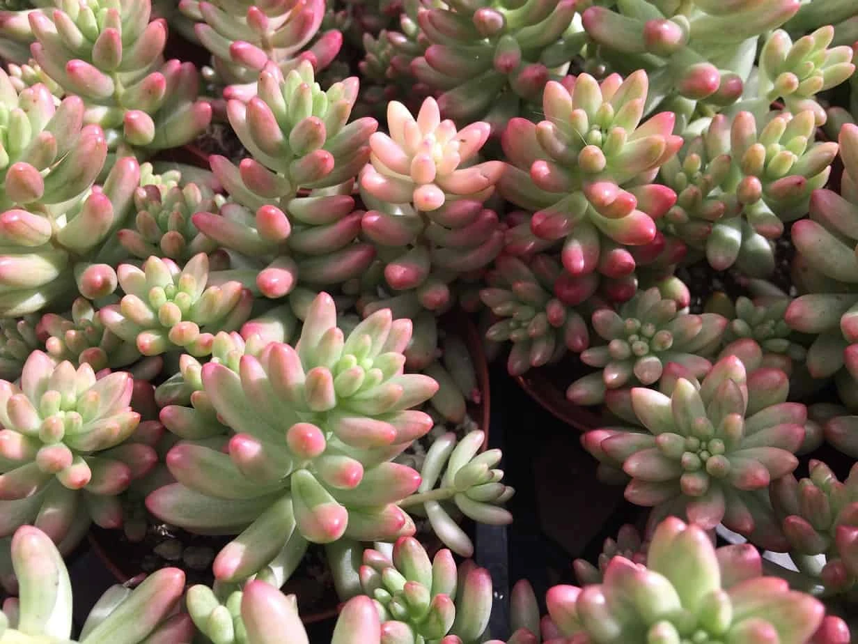 Large Sedum Aurora Also Known As Jelly Beans 3 Large Sedum Aurora Also Known As Jelly Beans