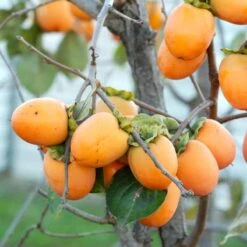 Persimmon Tree Seedling (American) Seedling -Cheap Plantly Store il fullxfull.2155062770 7qw3 1