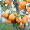 Persimmon Tree Seedling (American) Seedling -Cheap Plantly Store il fullxfull.2155062770 7qw3