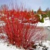 Red Twig Dogwood -Cheap Plantly Store il fullxfull.2157744061 kso8