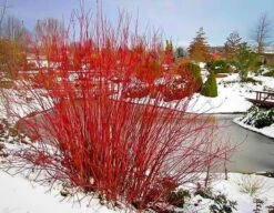Red Twig Dogwood