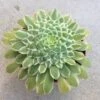 Medium Succulent Plant - Aeonium 'Emerald Ice'. A Beautiful Aeonium Hybrid. -Cheap Plantly Store il fullxfull.2182128224 3i78