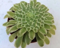 Medium Succulent Plant - Aeonium 'Emerald Ice'. A Beautiful Aeonium Hybrid. -Cheap Plantly Store il fullxfull.2182128244 sn2p