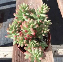 Medium Sedum Aurora Also Known As Jelly Beans -Cheap Plantly Store il fullxfull.2198686913 owwu 1