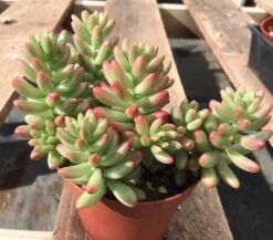 Medium Sedum Aurora Also Known As Jelly Beans -Cheap Plantly Store il fullxfull.2198686945 482n 1
