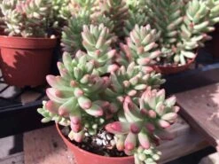 Large Sedum Aurora Also Known As Jelly Beans 16 Large Sedum Aurora Also Known As Jelly Beans -Cheap Plantly Store il fullxfull.2198687033 c3n2