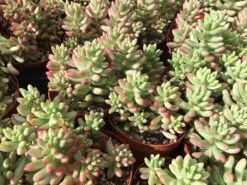 Large Sedum Aurora Also Known As Jelly Beans 15 Large Sedum Aurora Also Known As Jelly Beans -Cheap Plantly Store il fullxfull.2198687079 co84