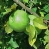 Granny Smith Apple Tree -Cheap Plantly Store il fullxfull.2205912859 hrqe