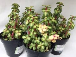 Medium Succulent Plant - Portulacaria Afra Medio-Picta Is A Beautifully Colored Succulent.