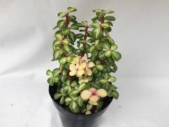 Medium Succulent Plant - Portulacaria Afra Medio-Picta Is A Beautifully Colored Succulent. -Cheap Plantly Store il fullxfull.2218250247 lqgq