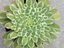 Medium Succulent Plant - Aeonium 'Emerald Ice'. A Beautiful Aeonium Hybrid. -Cheap Plantly Store il fullxfull.2229687817 j5tb