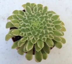 Medium Succulent Plant - Aeonium 'Emerald Ice'. A Beautiful Aeonium Hybrid. -Cheap Plantly Store il fullxfull.2229687827 8cqm