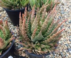 Mature Aloe Crosby's Prolific | A Beautifully Colored, Hybrid Aloe -Cheap Plantly Store il fullxfull.2248362392 dl95