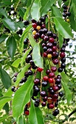 Black Tartarian Cherry Tree Seedling -Cheap Plantly Store il fullxfull.2251208728 nbjq