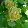 Tulip Tree Seedling XL/jumbo Size 1 Tulip Tree Seedling XL/jumbo Size -Cheap Plantly Store il fullxfull.2257462764 rxm8