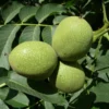 Black Walnut Tree Seedling XL 1 Black Walnut Tree Seedling XL -Cheap Plantly Store il fullxfull.2259268188 h1y4