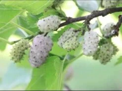 White Mulberry Tree -Cheap Plantly Store il fullxfull.2265255418 m1fr