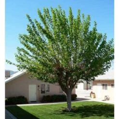 White Mulberry Tree -Cheap Plantly Store il fullxfull.2265255548 1w0g 1