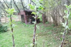 Red Delicious Apple Tree Seedling -Cheap Plantly Store il fullxfull.2266457986 2e6h