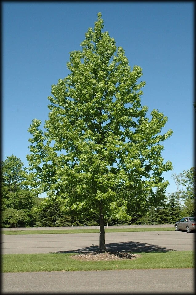 Sweetgum Tree 4 Sweetgum Tree - Image 2