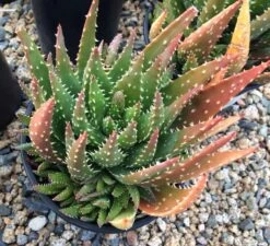 Mature Aloe Crosby's Prolific | A Beautifully Colored, Hybrid Aloe -Cheap Plantly Store il fullxfull.2295961255 qhub