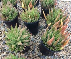 Mature Aloe Crosby's Prolific | A Beautifully Colored, Hybrid Aloe -Cheap Plantly Store il fullxfull.2295961355 qtmc