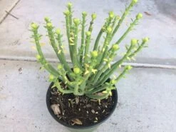 Cactus Plant Mature Euphorbia Mauritanica Or Pencil Milk Bush.. A Grouping Of Tall, Pencil-like, Spineless Stems. -Cheap Plantly Store il fullxfull.2296876776 ks01