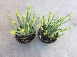 Cactus Plant Mature Euphorbia Mauritanica Or Pencil Milk Bush.. A Grouping Of Tall, Pencil-like, Spineless Stems. -Cheap Plantly Store il fullxfull.2296876800 ipy5