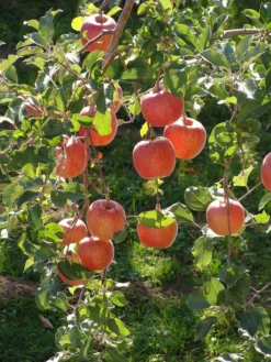 FUJI Apple Tree Seedling 7 FUJI Apple Tree Seedling -Cheap Plantly Store il fullxfull.2306918123 5r1u 1