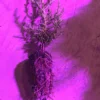 Giant Sequoia 12-18 Inch Tall Seedling 1 Giant Sequoia 12-18 Inch Tall Seedling -Cheap Plantly Store il fullxfull.2306945655 7ltk 1