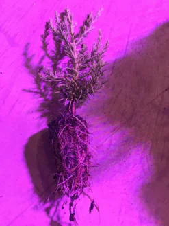 Giant Sequoia 12-18 Inch Tall Seedling