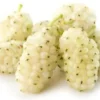 White Mulberry Tree 1 White Mulberry Tree -Cheap Plantly Store il fullxfull.2312857583 tq9e 1