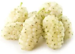 White Mulberry Tree