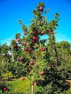 Red Delicious Apple Tree Seedling -Cheap Plantly Store il fullxfull.2314052877 c8p6