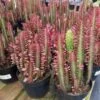 Mature Royal Red | Good Luck Plant -Cheap Plantly Store il fullxfull.2317733807 o7jd