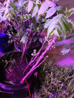 Black Walnut Tree Seedling XL -Cheap Plantly Store il fullxfull.2328445019 n97i