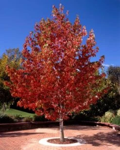 Sweetgum Tree 7 Sweetgum Tree -Cheap Plantly Store il fullxfull.2334309953 13mi