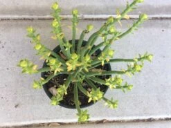 Cactus Plant Mature Euphorbia Mauritanica Or Pencil Milk Bush.. A Grouping Of Tall, Pencil-like, Spineless Stems.