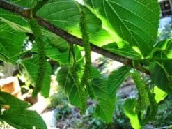 White Mulberry Tree -Cheap Plantly Store il fullxfull.2382657170 b95b