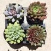 Four Small Succulent Plants - You Choose 4 1 Four Small Succulent Plants - You Choose 4 -Cheap Plantly Store il fullxfull.2418487630 1117