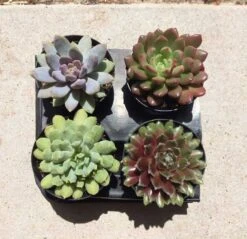 Four Small Succulent Plants - You Choose 4 10 Four Small Succulent Plants - You Choose 4 -Cheap Plantly Store il fullxfull.2418487632 7hn4