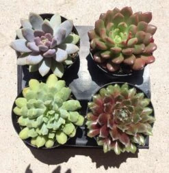 Four Small Succulent Plants In Pots. You Choose 4 Small Plants Shipped In Pots