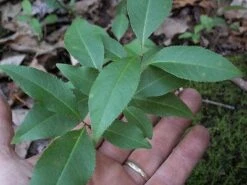 Black Tartarian Cherry Tree Seedling -Cheap Plantly Store il fullxfull.2419950043 dpok