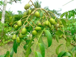 June Plum Tree Seedling -Cheap Plantly Store il fullxfull.2432436232 guci