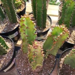 Cactus Plant Chocolate Drop Candelabra Tree. A Beautiful Specimen For Southwest Themed Gardens. -Cheap Plantly Store il fullxfull.2516575870 6f5r