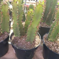 Cactus Plant Chocolate Drop Candelabra Tree. A Beautiful Specimen For Southwest Themed Gardens. -Cheap Plantly Store il fullxfull.2516575952 ny7v