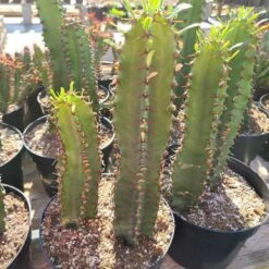 Cactus Plant Chocolate Drop Candelabra Tree. A Beautiful Specimen For Southwest Themed Gardens. -Cheap Plantly Store il fullxfull.2564240917 p7p4
