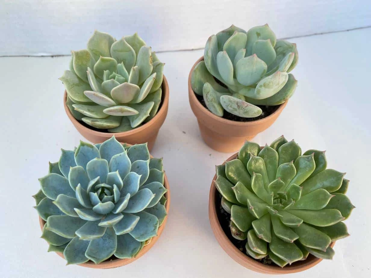 Group Of 4 Small Succulents Shipped In Terra Cotta Pots. A Great Gift!! Shop Early! 4 Group Of 4 Small Succulents Shipped In Terra Cotta Pots. A Great Gift!! Shop Early! - Image 2