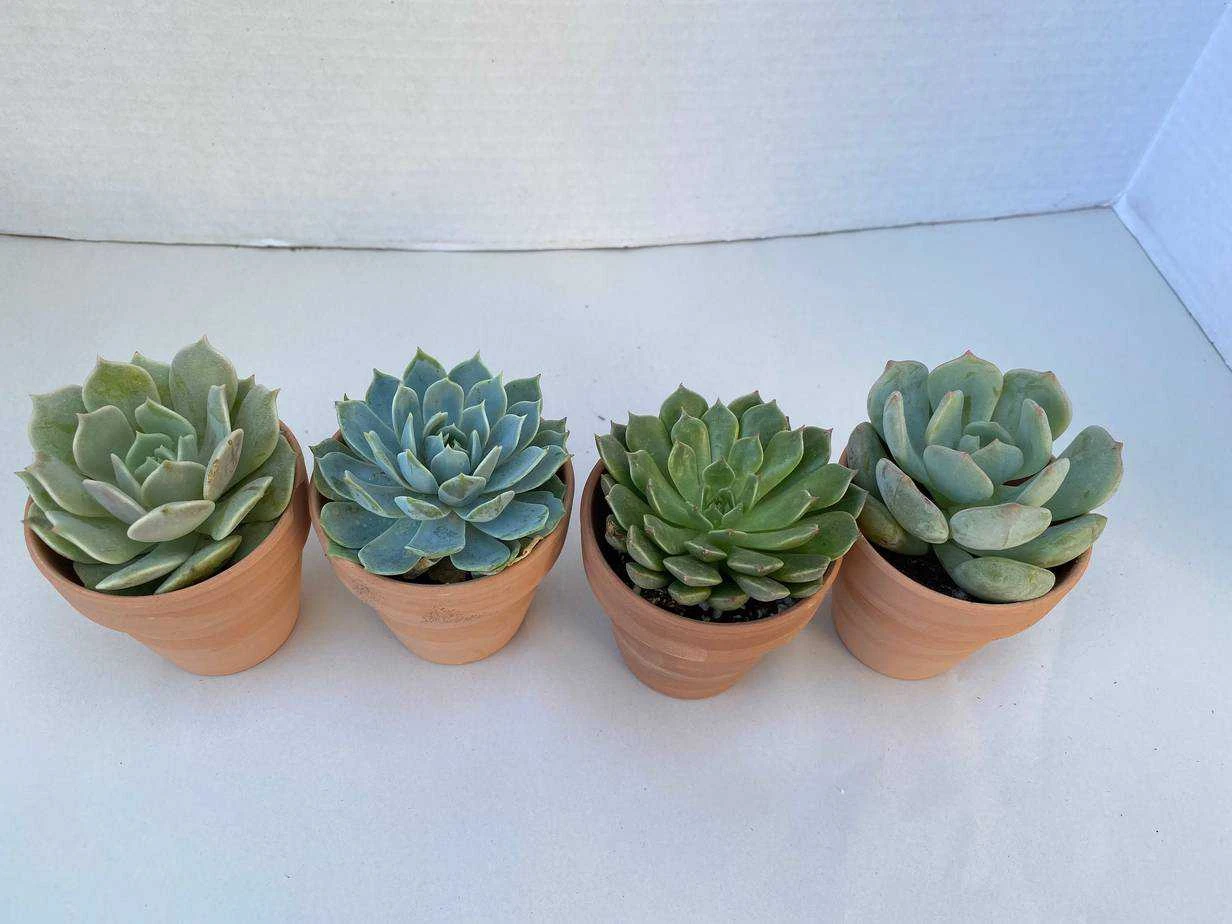 Group Of 4 Small Succulents Shipped In Terra Cotta Pots. A Great Gift!! Shop Early! 6 Group Of 4 Small Succulents Shipped In Terra Cotta Pots. A Great Gift!! Shop Early! - Image 4
